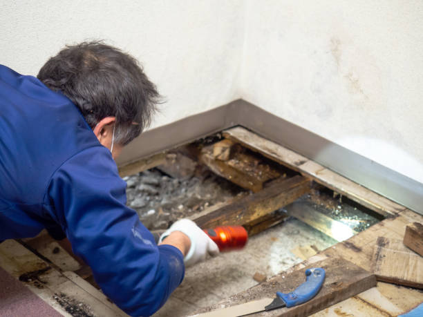Best Industrial Mold Remediation in Covington, LA