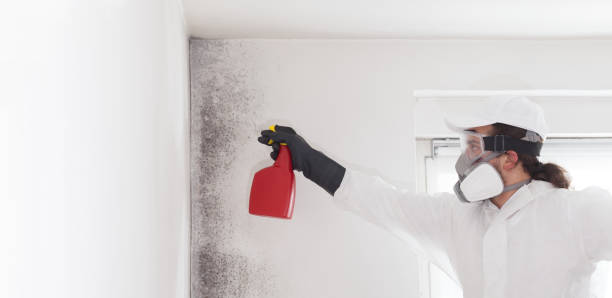 Professional Mold Remediation in Covington, LA